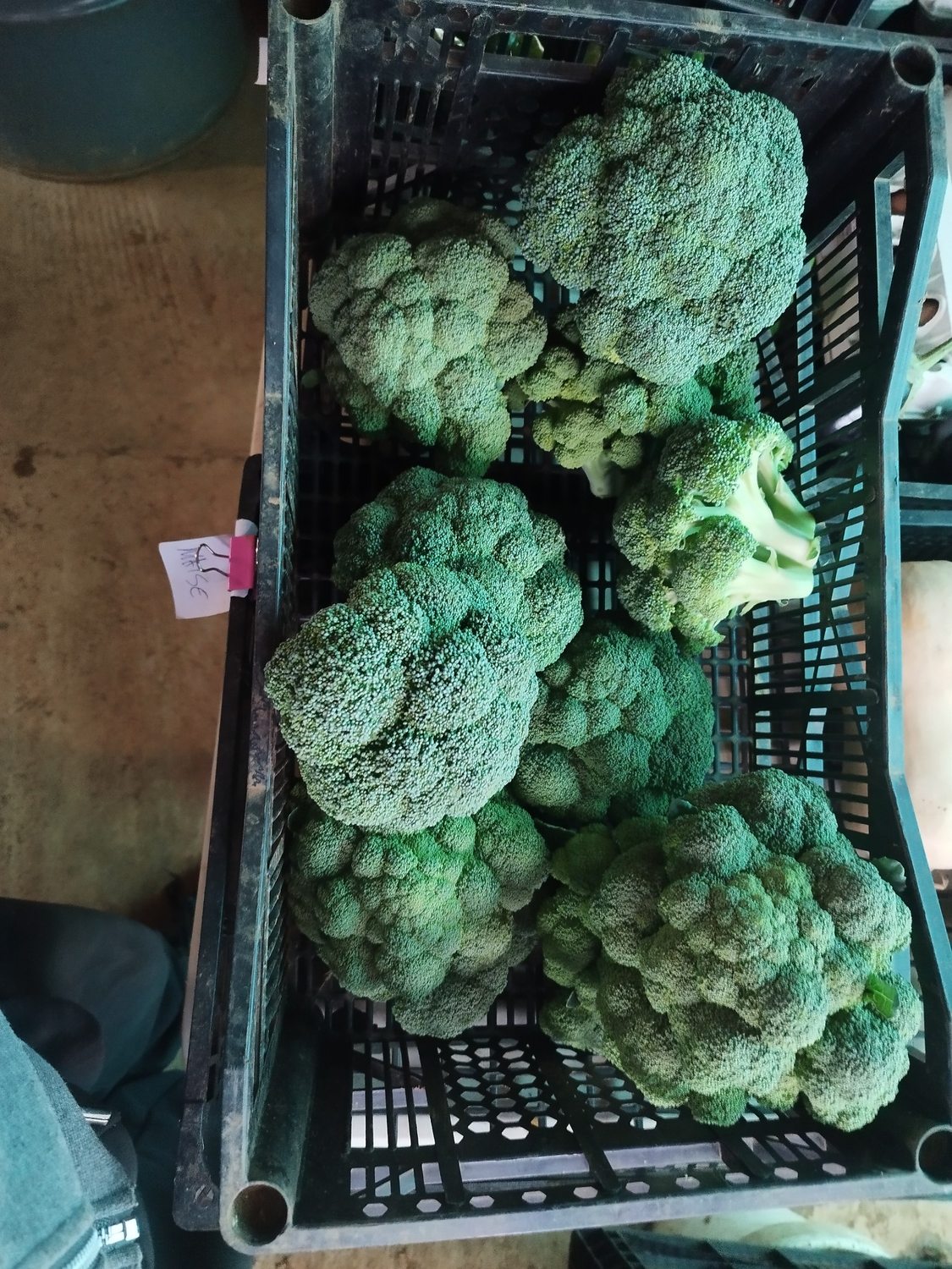 Brócoli