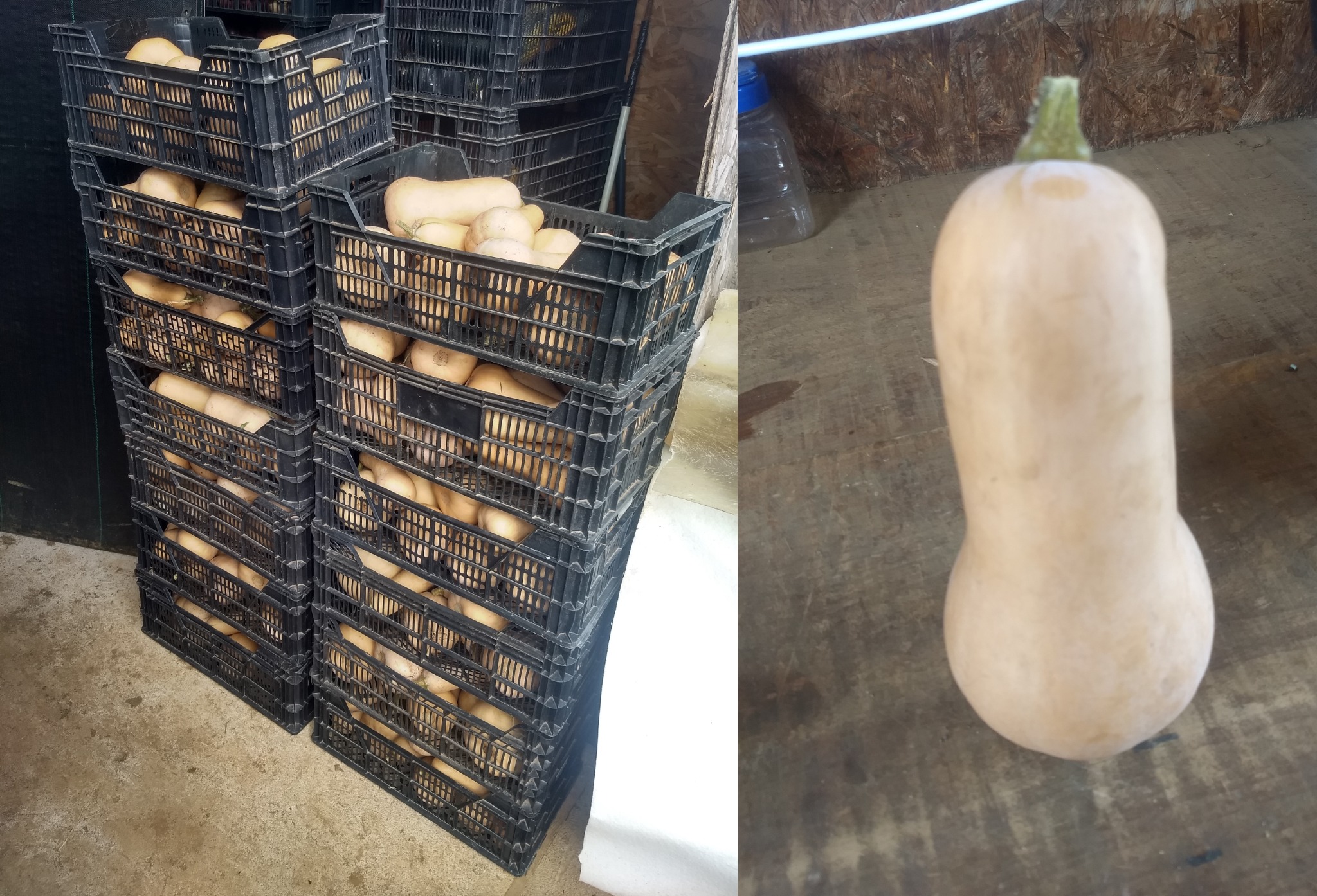 Calabazas de Finca La Mies