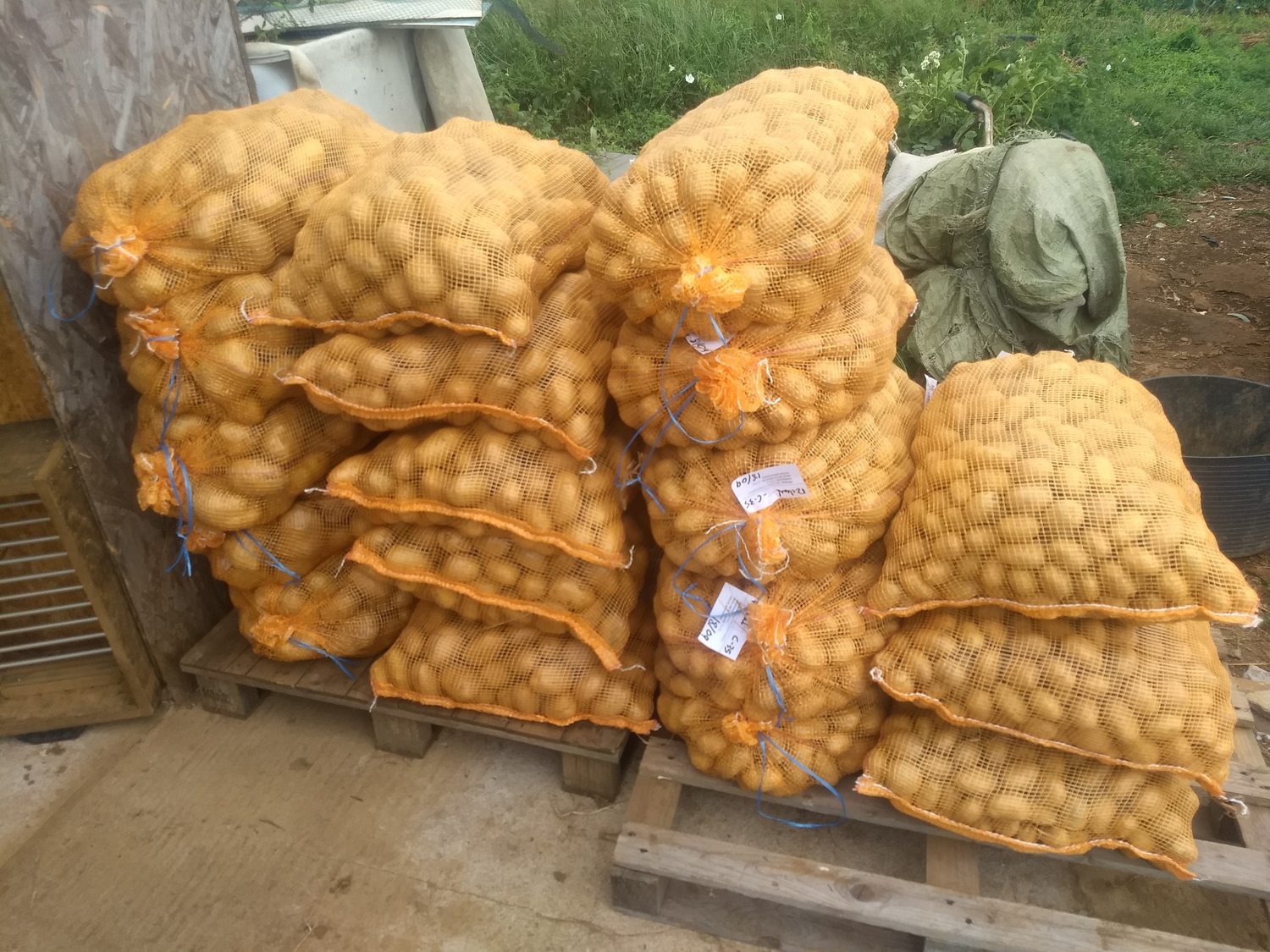 Patatas de Finca La Mies