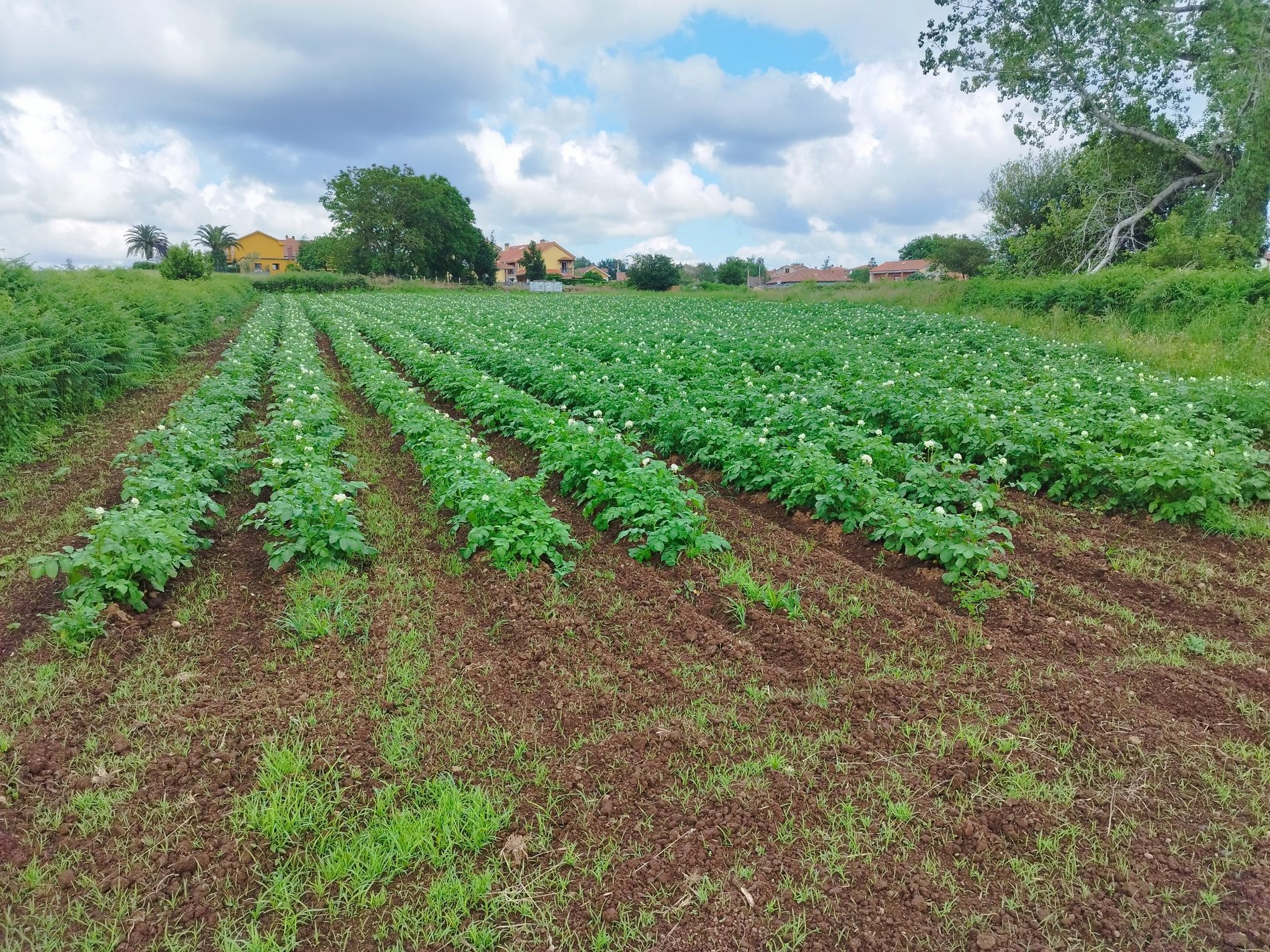 Finca La Mies