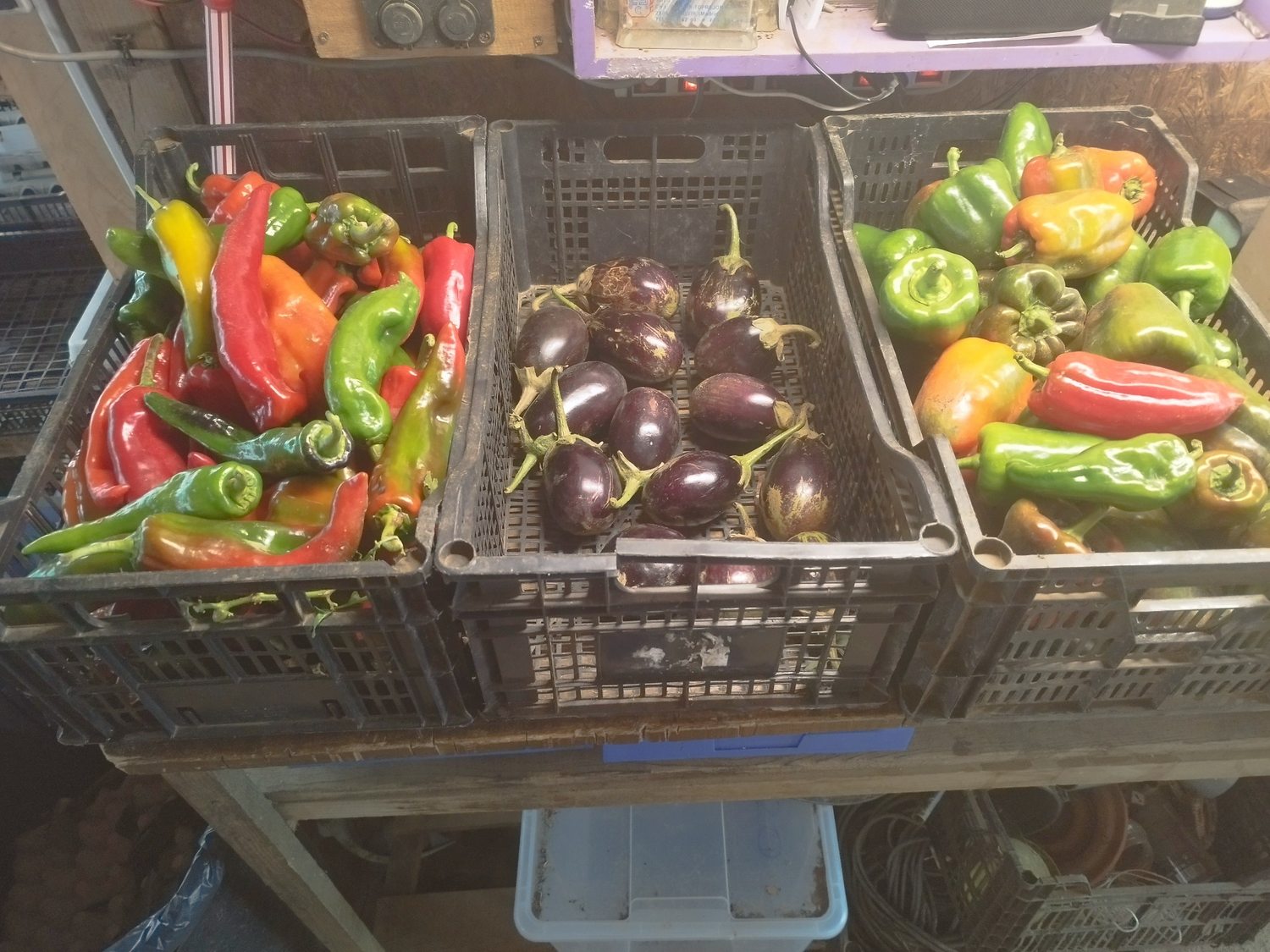 Hortalizas de verano cosechadas