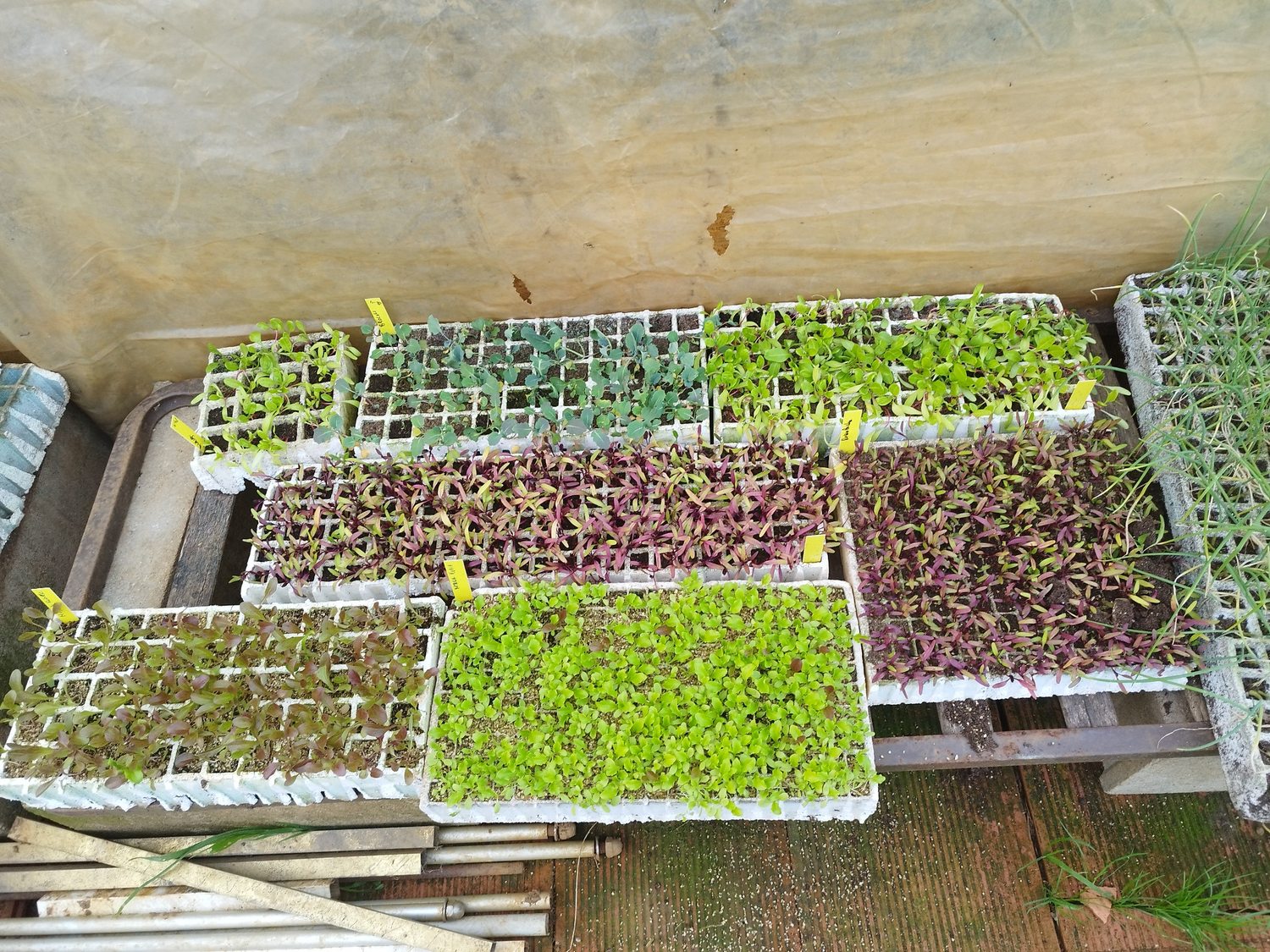 Semilleros de Finca La Mies